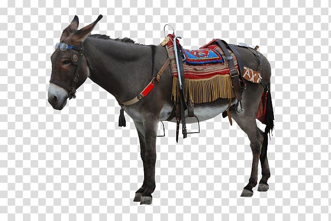 donkey transparent background PNG clipart