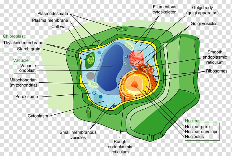 Plants Plant cell Cell wall Cell nucleus, aquatic plants synthesis transparent background PNG clipart