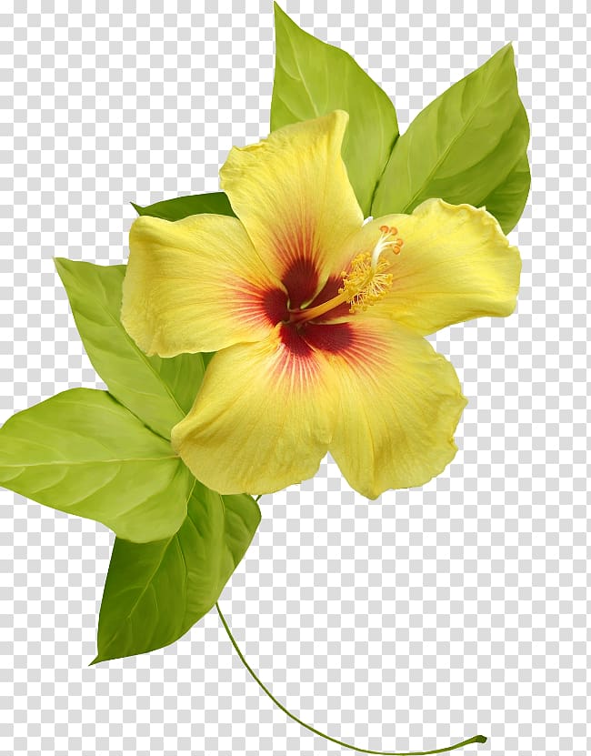 Hibiscus Flower Yellow , flower transparent background PNG clipart