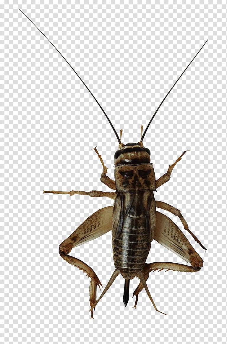 Insect file formats, cricket transparent background PNG clipart
