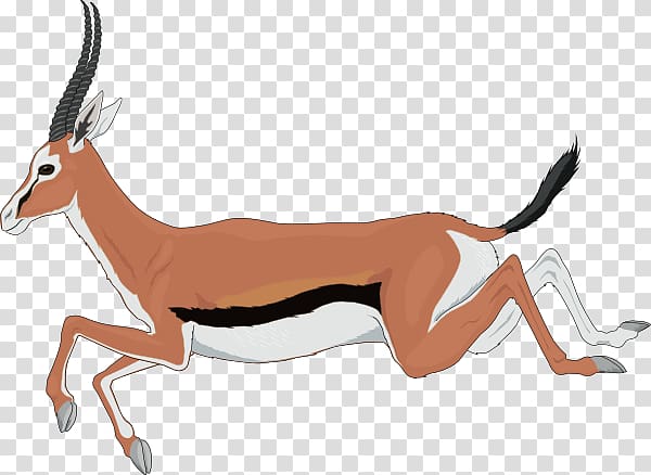 Antelope Gazelle Springbok , Antelope transparent background PNG clipart