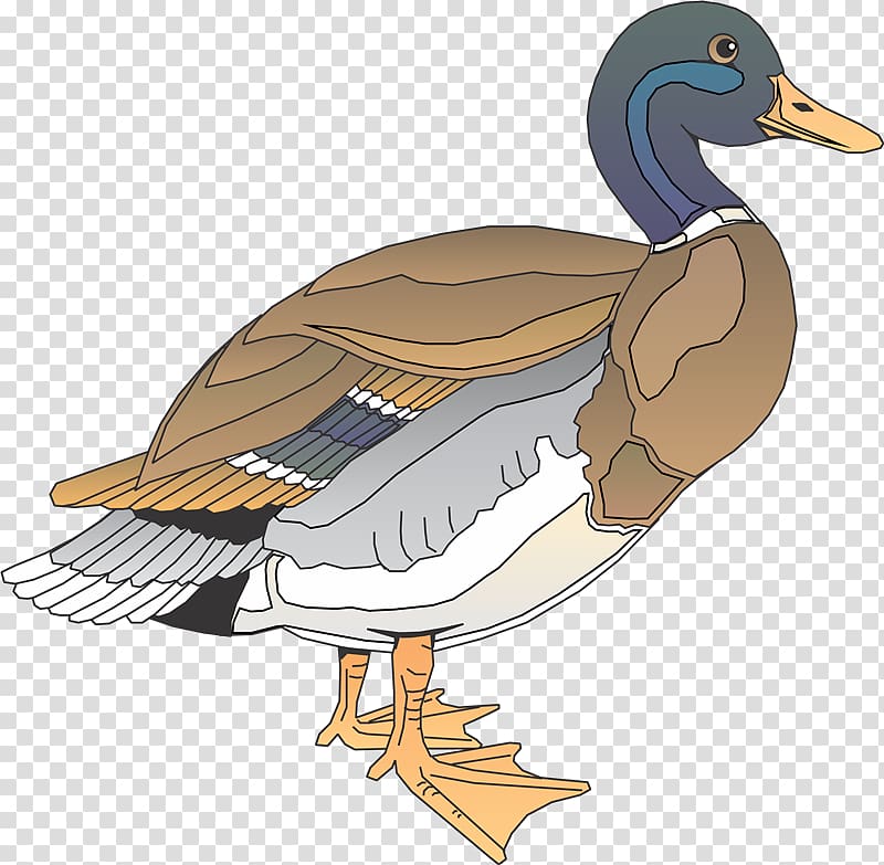 Daisy Duck Bird Wood duck , Aves transparent background PNG clipart