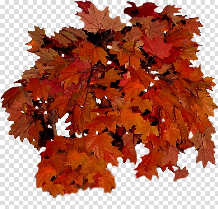Autumn leaf color Autumn leaf color Tree , autumn leaves transparent background PNG clipart