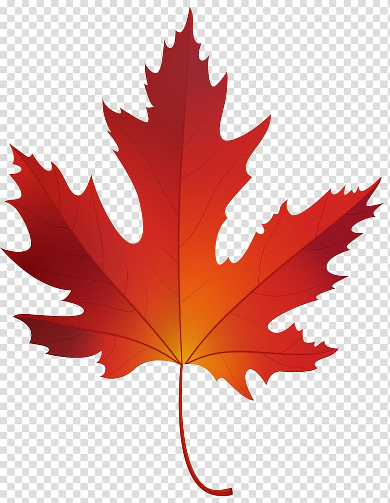 Red maple Sugar maple Maple leaf , maple leaf transparent background PNG clipart