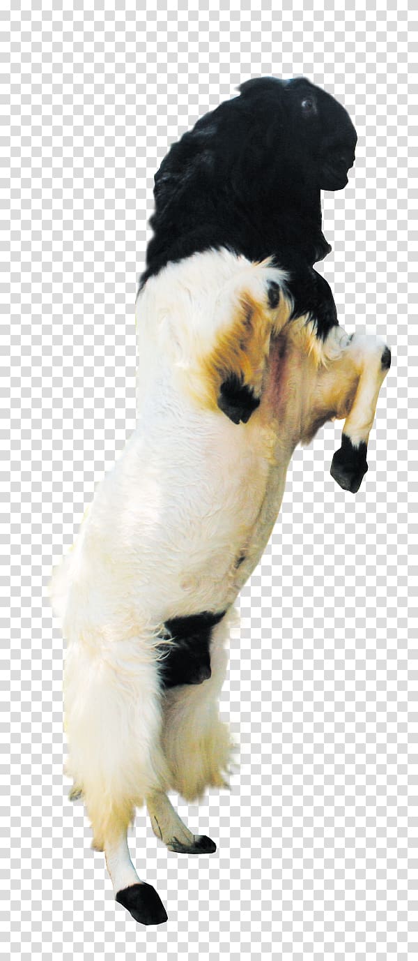Jamnapari goat Boer goat Kalahari Red Sheep Sate kambing, sheep transparent background PNG clipart