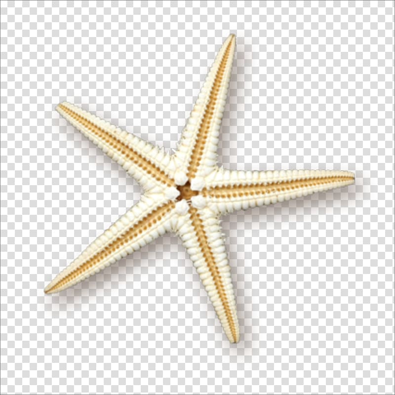 Starfish Sea , starfish transparent background PNG clipart