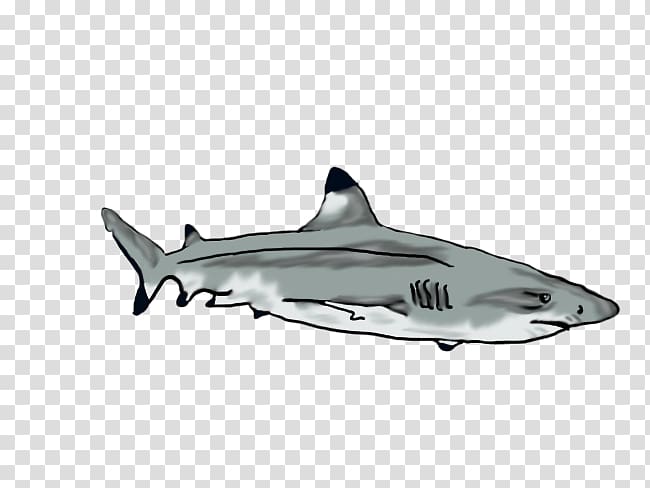 Tiger shark Squaliform sharks Requiem sharks Car, reef shark transparent background PNG clipart