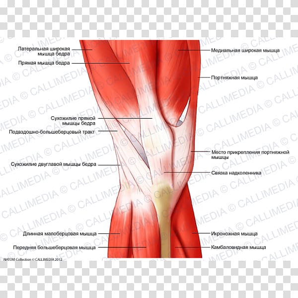 Knee Tensor fasciae latae muscle Human leg Coronal plane, others transparent background PNG clipart