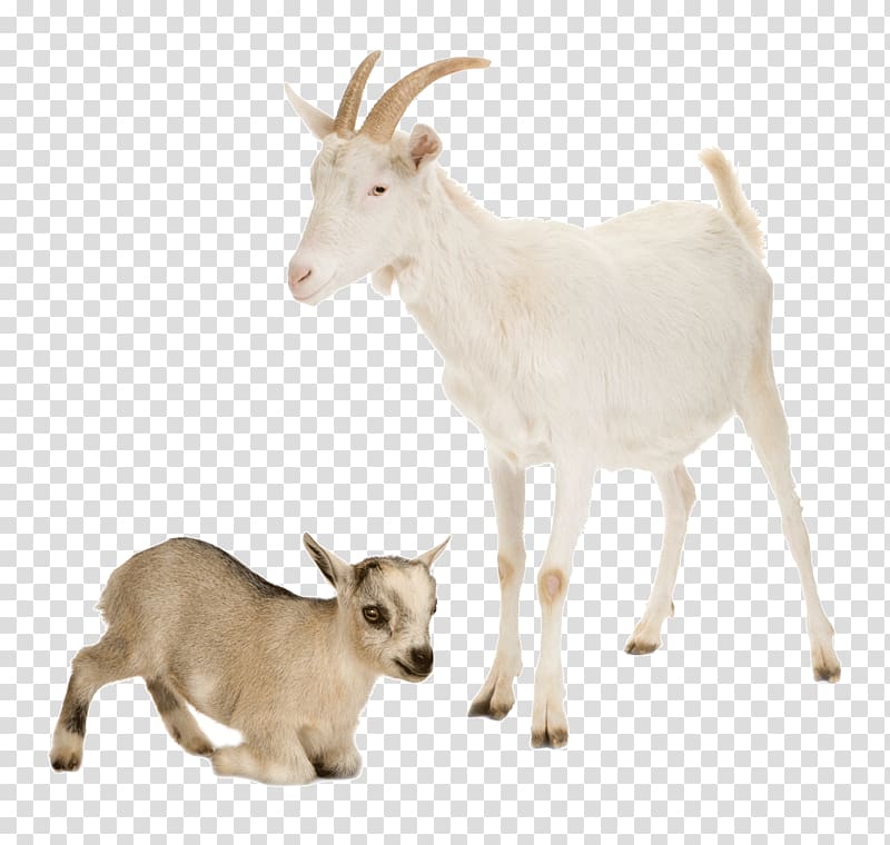 white goat and brown goat kid, Nigerian Dwarf goat Sheep Cattle Farm Live, Goat lamb transparent background PNG clipart