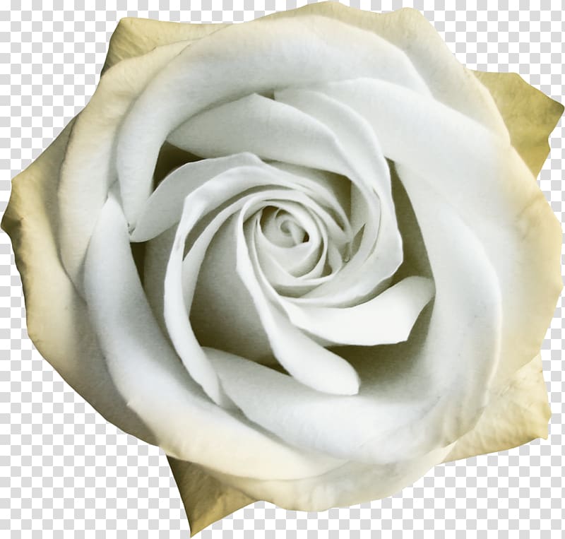 Garden roses Centifolia roses Beach rose White Flower, White roses transparent background PNG clipart