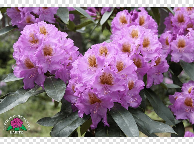 Rhododendron Violet Annual plant Herbaceous plant Shrub, violet transparent background PNG clipart