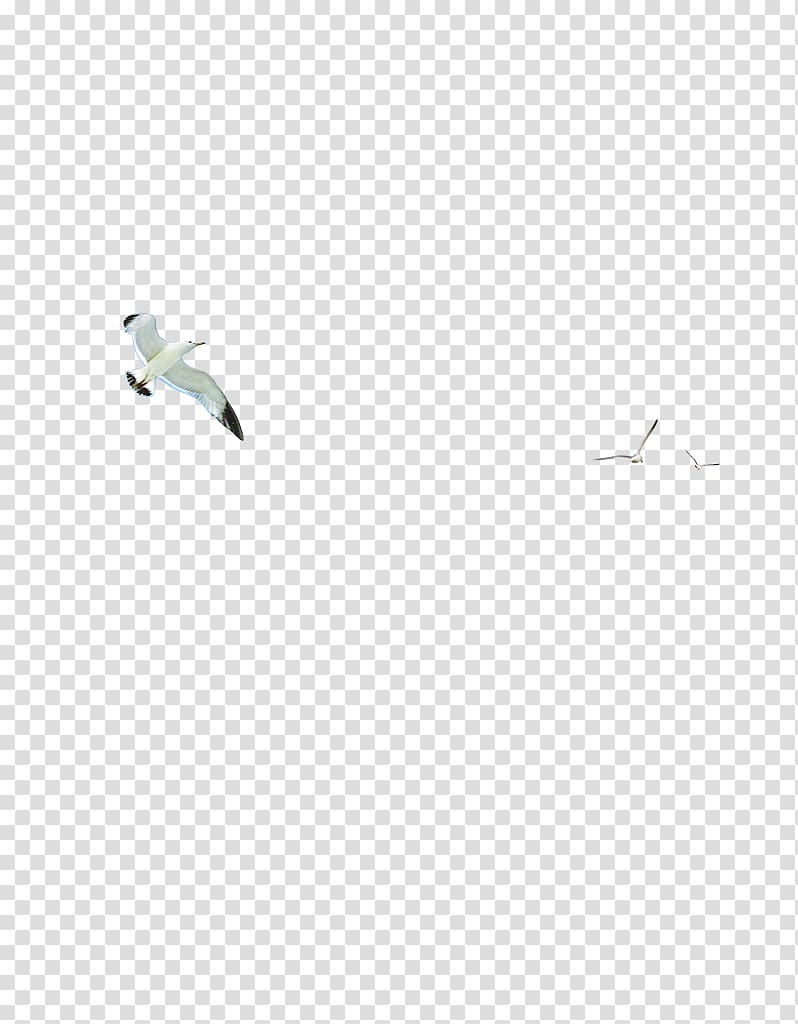 Adobe Illustrator, Sky birds transparent background PNG clipart