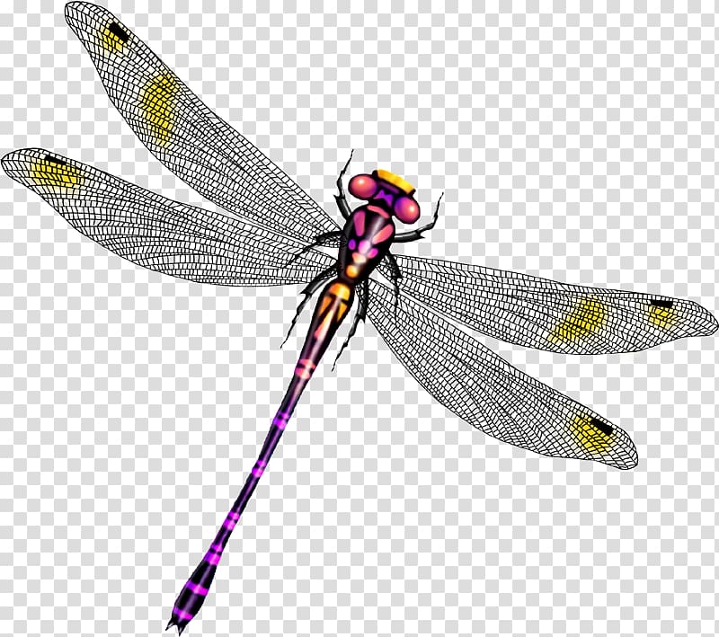 Dragonfly , Beautiful dragonfly wings transparent background PNG clipart