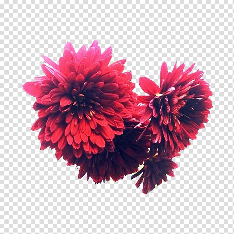 Chrysanthemum Inkstick Flower bouquet Designer, A of ink chrysanthemum flowers transparent background PNG clipart