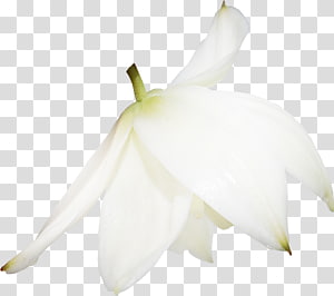 Flowering plant Flowering plant Petal, flower transparent background PNG clipart thumbnail
