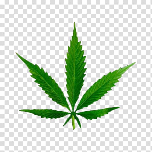 Medical cannabis Tetrahydrocannabinol Cannabinoid Legality of cannabis, a piece of marijuana leaves transparent background PNG clipart
