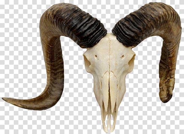 Mountain goat Sheep Alpine ibex Skull, gaot transparent background PNG clipart