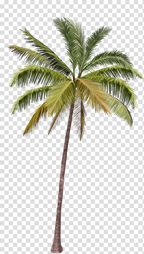 green coconut tree, Arecaceae Coconut , coconut trees transparent background PNG clipart