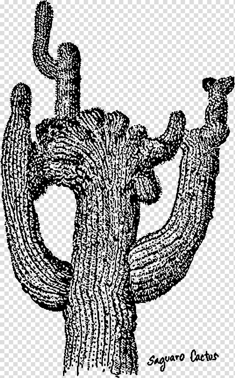 Saguaro National Park Cactaceae , Cactus illustration transparent background PNG clipart