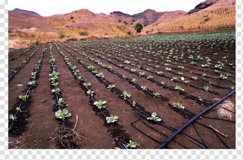 Farm Drip irrigation Agriculture Garden watering systems, water transparent background PNG clipart