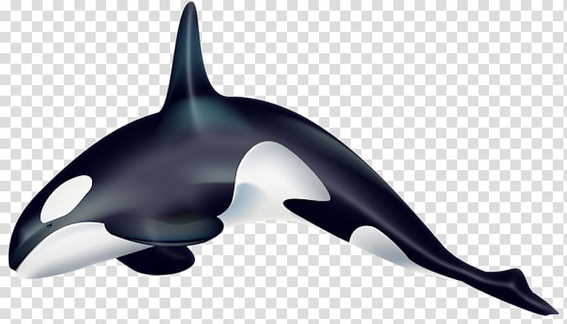 Killer whale Cetacea Desktop , Common Minke Whale transparent background PNG clipart