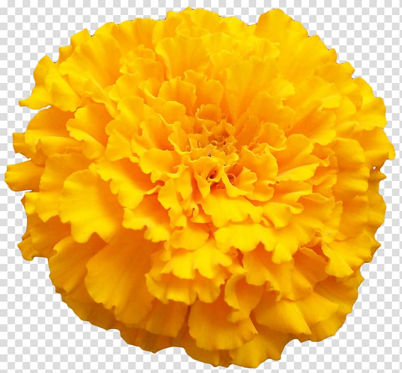 yellow marigold flower , Mexican marigold , Marigold transparent background PNG clipart