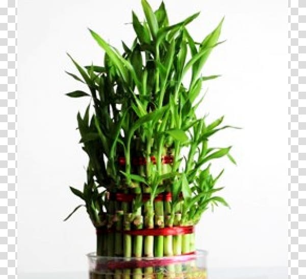 Lucky bamboo Houseplant Flowerpot, lucky bamboo transparent background PNG clipart