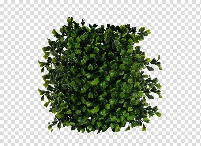green leaves, Shrub Computer file, Bush transparent background PNG clipart
