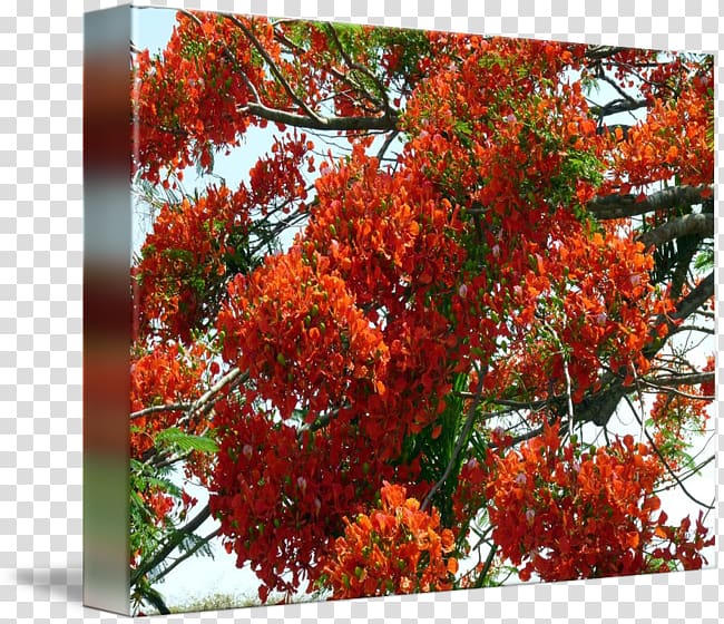 Royal poinciana kind Maple leaf Tree Shrub, tree transparent background PNG clipart