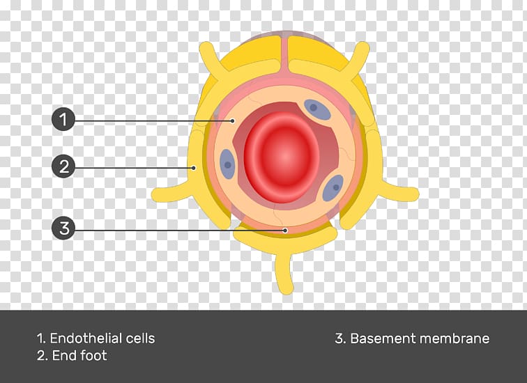 Astrocyte Basement membrane Cell Capillary Endothelium, Brain Cells transparent background PNG clipart