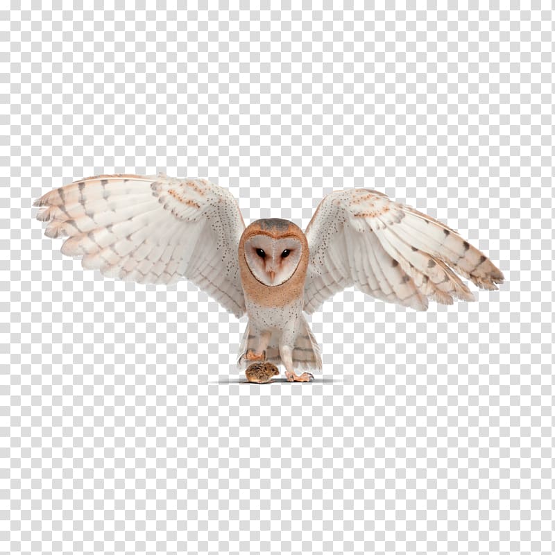 Barn owl Little owl Pellet Tawny owl, ostrich egg transparent background PNG clipart