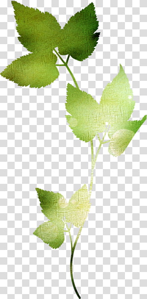 Leaf Apatico Petal, Leaf transparent background PNG clipart thumbnail