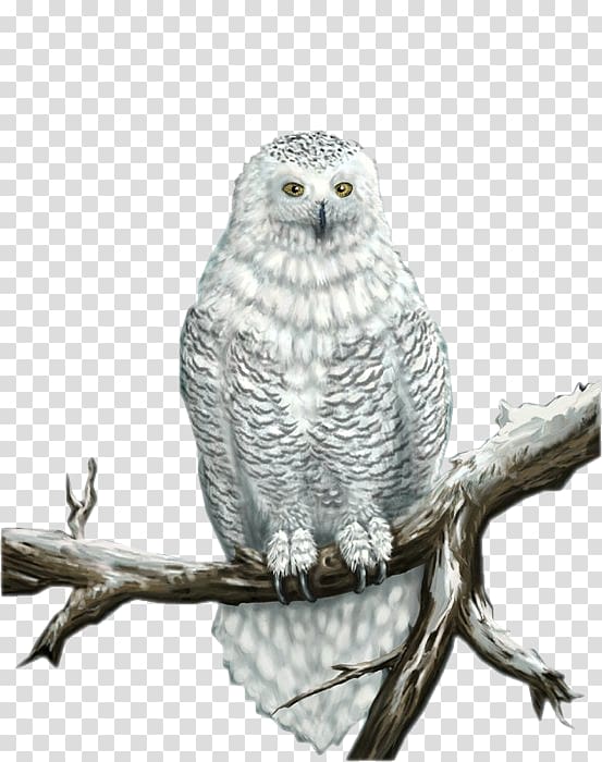 Great Grey Owl Snowy owl Bird, owl transparent background PNG clipart