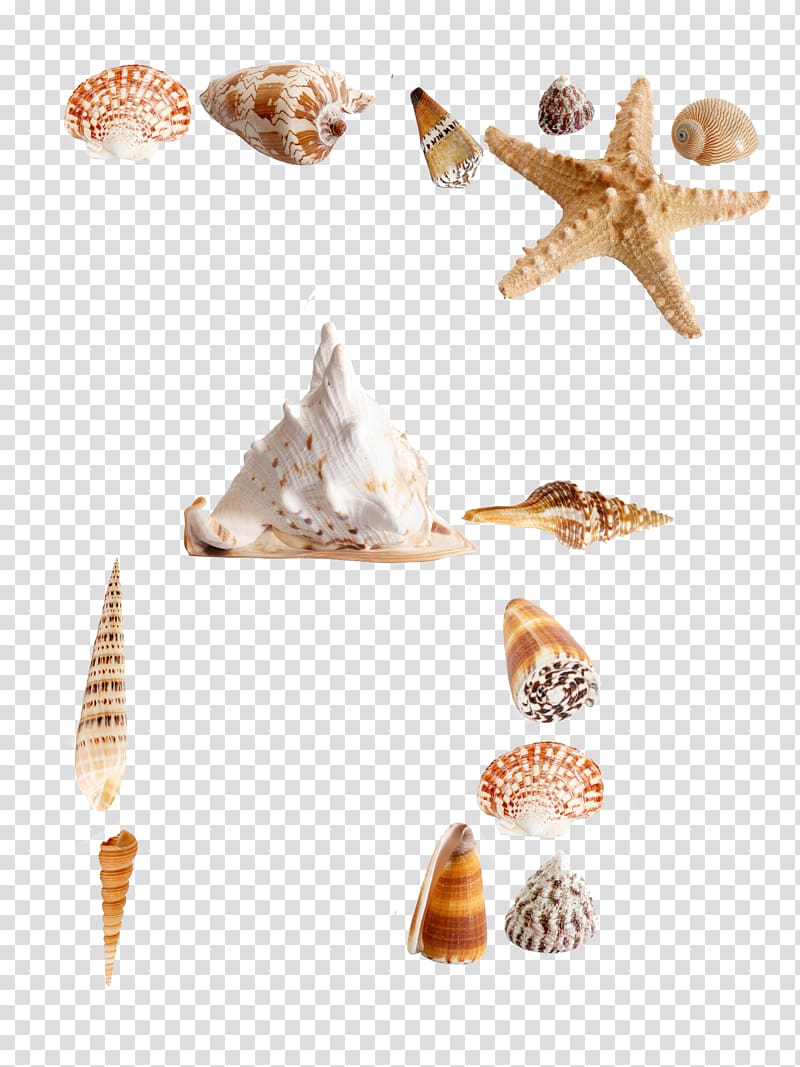 Sea urchin Seashell Shellfish Euclidean , Marine shellfish transparent background PNG clipart