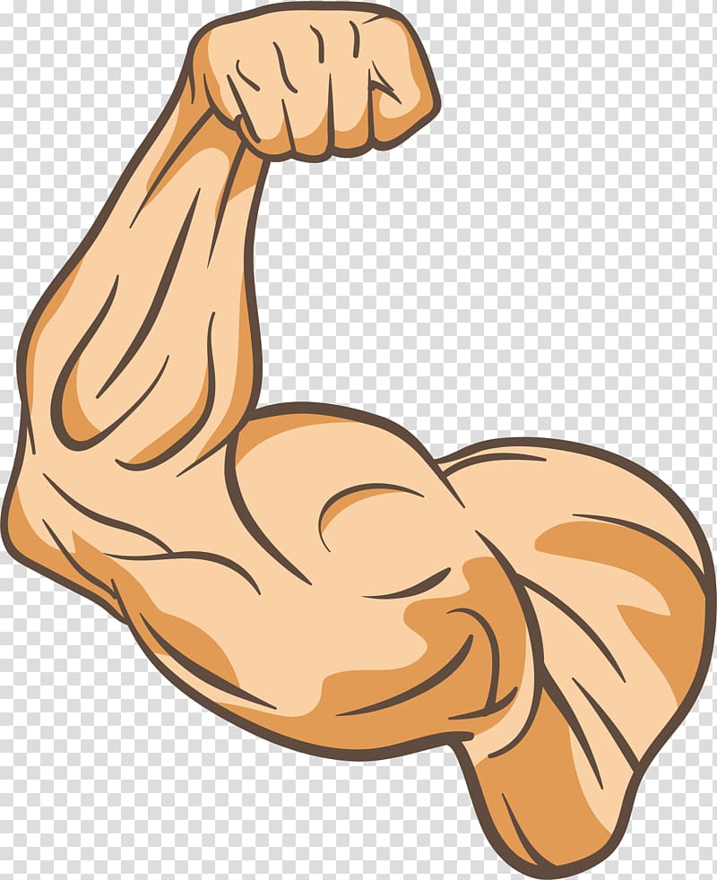right human bicep illustration, Muscle Physical fitness Thumb , The trainer\'s arm transparent background PNG clipart