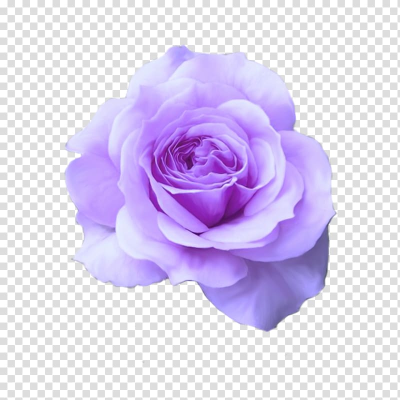 Hybrid tea rose Mum in a Million Bare root Flower, purple dream transparent background PNG clipart