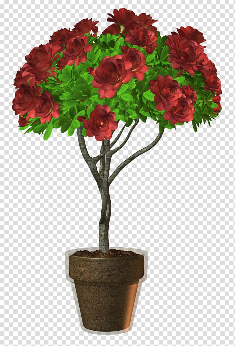 Beach rose Rose tree Flower, Rose Tree transparent background PNG clipart