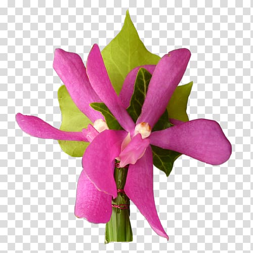 Cattleya orchids Cut flowers Plant stem Herbaceous plant, plant transparent background PNG clipart