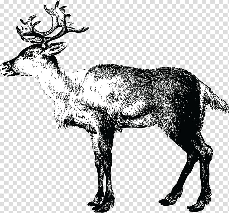 Reindeer Lapland Christmas Santa Claus, Reindeer transparent background PNG clipart