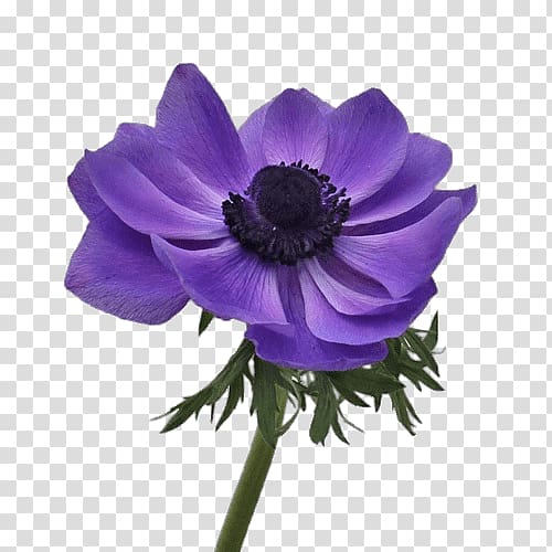 Anemone Cut flowers Portable Network Graphics Roz, Anemone Flower transparent background PNG clipart