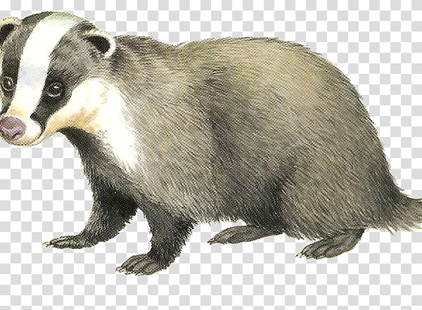 gray and white animal art, Badger transparent background PNG clipart