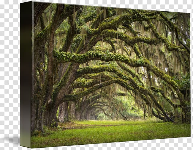 Charleston Avenue of Oaks Southern live oak Oak Alley Plantation Angel Oak, plantation transparent background PNG clipart