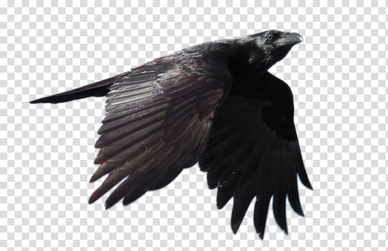 Common raven Flight , Raven File transparent background PNG clipart