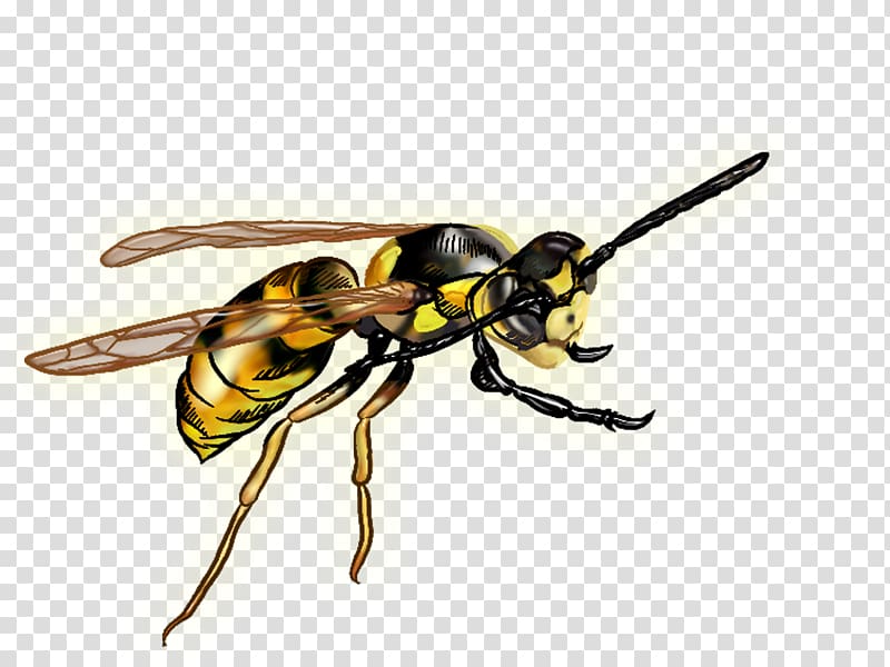 Insect Bee Hornet Wasp Pollinator, wasp transparent background PNG clipart