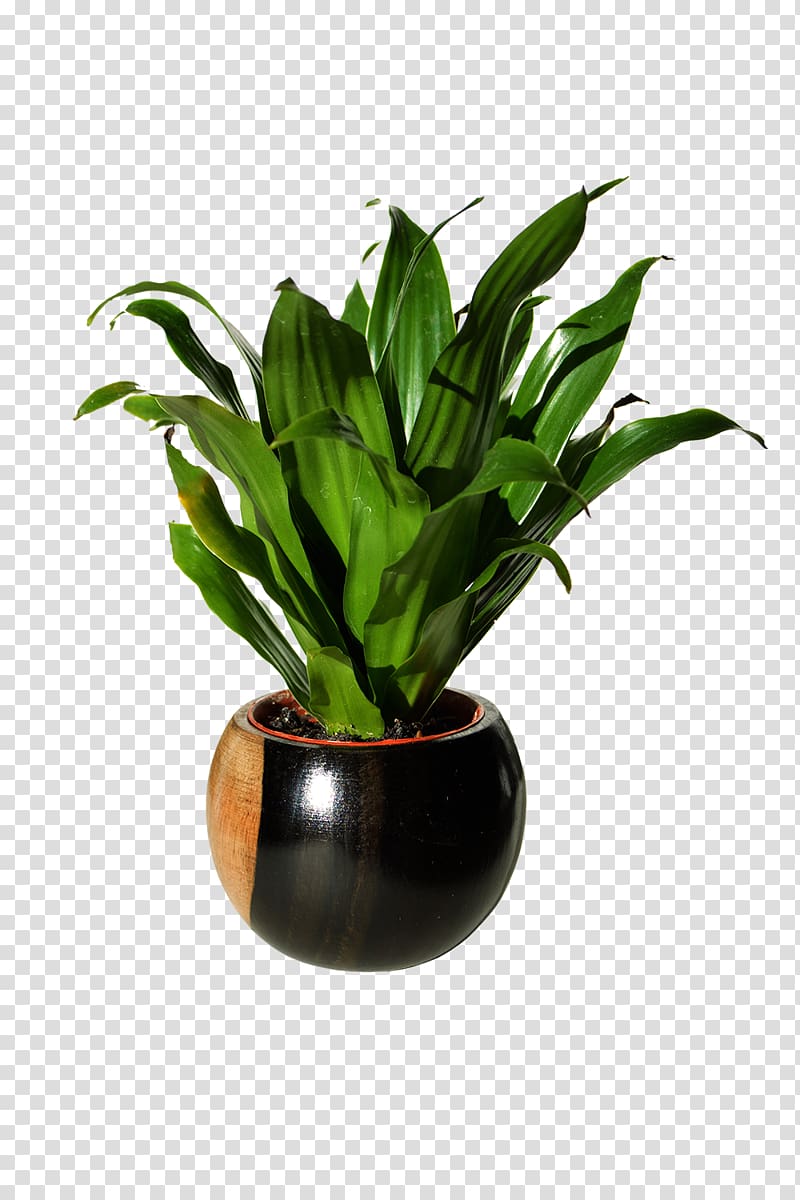 Spathiphyllum wallisii Houseplant Flowerpot Soil, deco transparent background PNG clipart