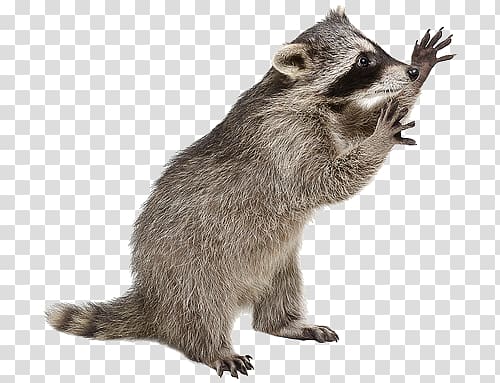 open hand raccoon transparent background PNG clipart