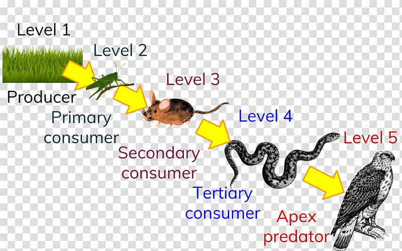 Trophic level Food chain Ecological pyramid Ecology Consumer, food chain transparent background PNG clipart