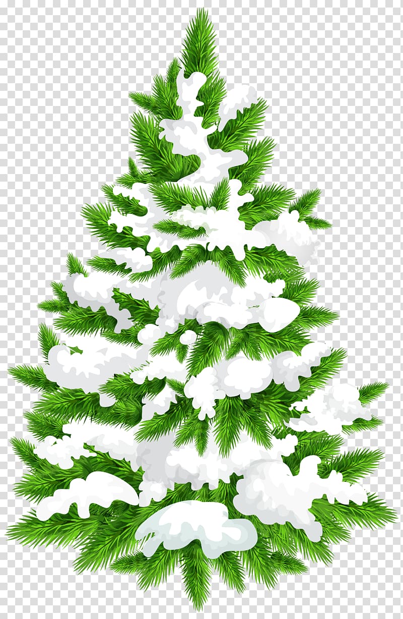 Spruce Fir Tree , tree transparent background PNG clipart