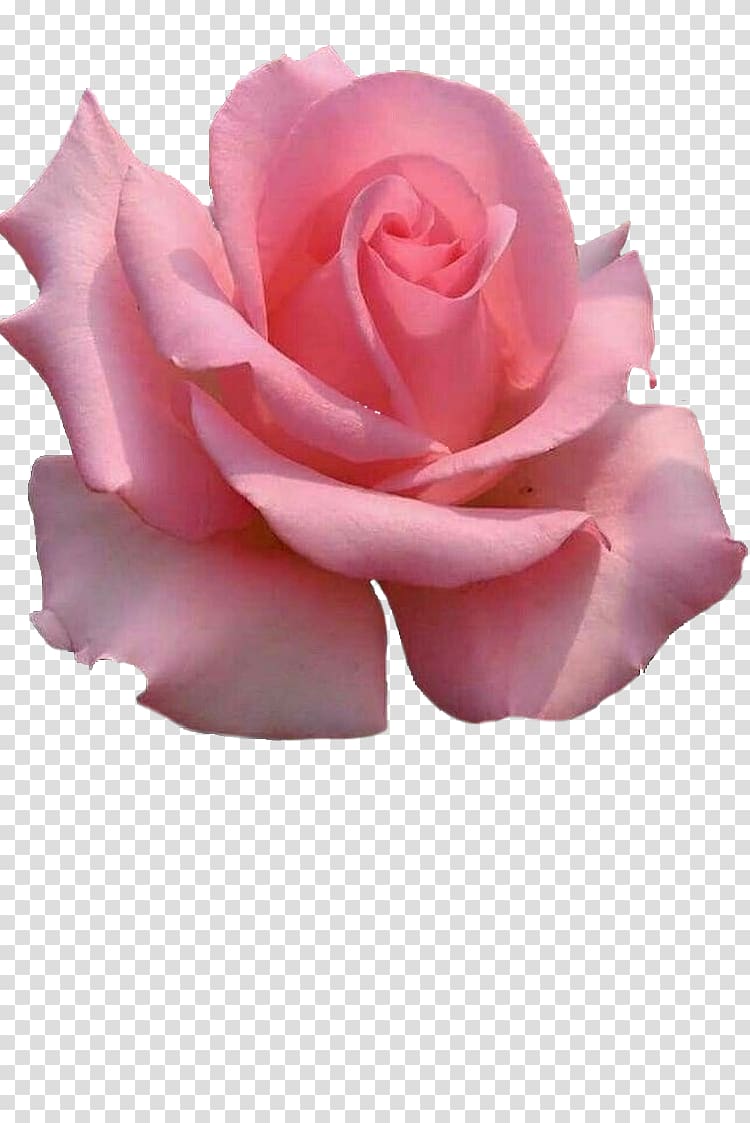 Garden roses Cabbage rose China rose Floribunda Pink, flower transparent background PNG clipart