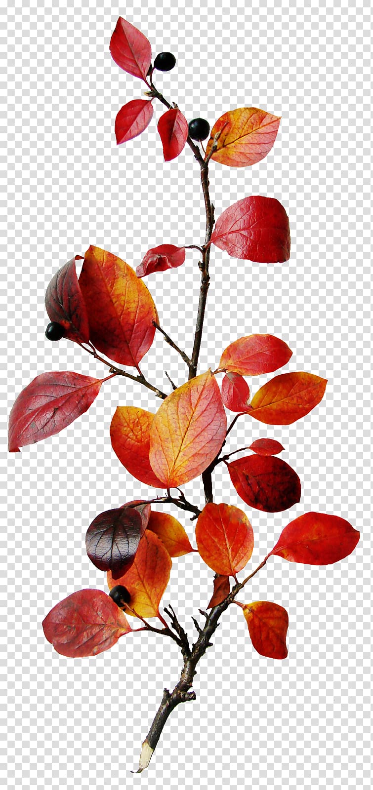 Autumn Still life Season, bowknot transparent background PNG clipart